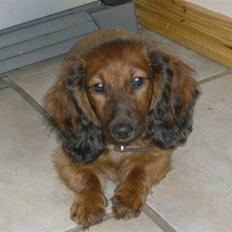 Dværggravhund basse