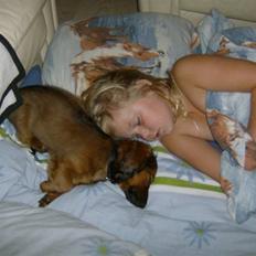 Dværggravhund basse