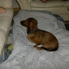 Dværggravhund basse