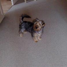Australian silky terrier Buster
