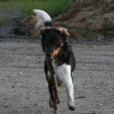 Blanding af racer Taico R.I.P.