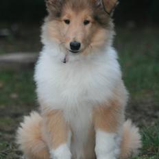 Collie langhåret Lapinette´s Prima Donna
