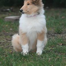 Collie langhåret Lapinette´s Prima Donna
