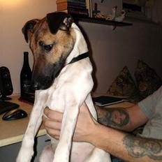 Glathåret foxterrier Eddie