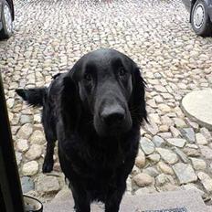 Flat coated retriever Samson