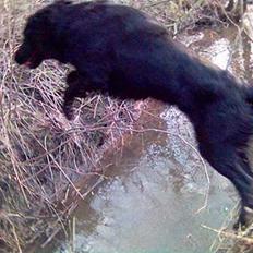 Flat coated retriever Samson