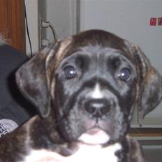 Blanding af racer My