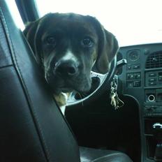 Blanding af racer Baloo mastiff / boxer