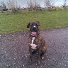 Blanding af racer Baloo mastiff / boxer