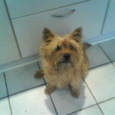 Cairn terrier chilli
