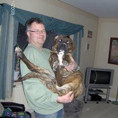 Blanding af racer Baloo mastiff / boxer