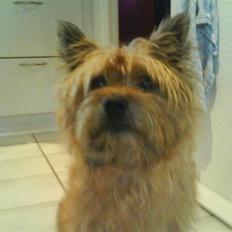 Cairn terrier chilli