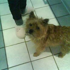 Cairn terrier chilli