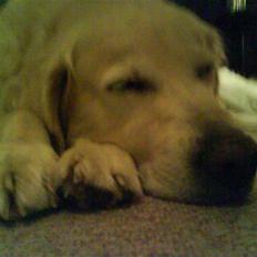 Golden retriever buma