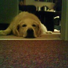 Golden retriever buma