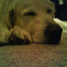 Golden retriever buma