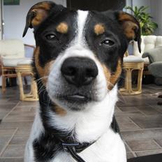 Dansk svensk gaardhund Kipper