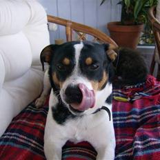 Dansk svensk gaardhund Kipper