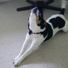 Dansk svensk gaardhund Kipper