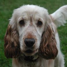 Cocker spaniel "Mace"