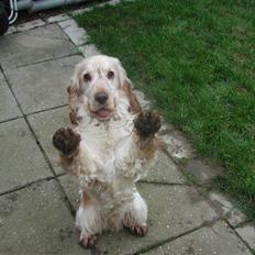 Cocker spaniel "Mace"