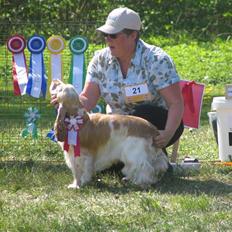 Cocker spaniel "Mace"