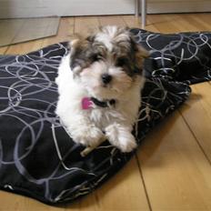 Coton de tulear Sissi