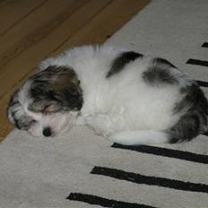 Coton de tulear Sissi