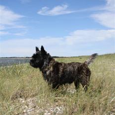 Cairn terrier Mickey