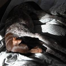 Korthåret hønsehund donna