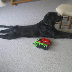 Labrador retriever Tayson