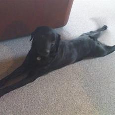 Labrador retriever Tayson