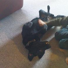 Labrador retriever Tayson