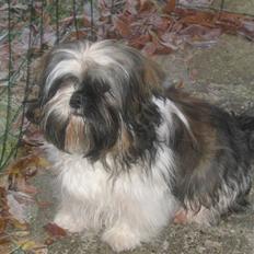 Shih tzu Gizmo