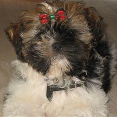 Shih tzu Gizmo