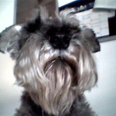 Dvaergschnauzer Fesser