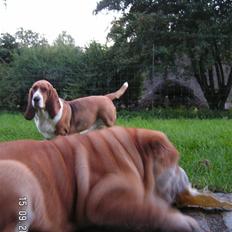 Basset hound columbus