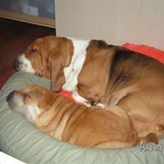 Basset hound columbus