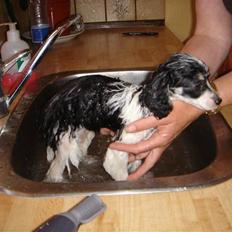 Toypuddel Harlekin Gucci