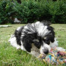 Toypuddel Harlekin Gucci