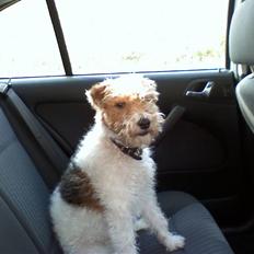 Ruhåret foxterrier vaks