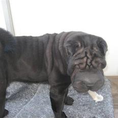 Shar pei Jytte