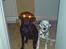 Blanding af racer Jilly - The Baskerville hound!!! - Djævle hund...