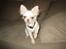 Chihuahua Victor