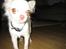 Chihuahua Victor