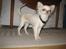Chihuahua Victor