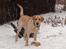 Labrador retriever Taco - Dejlige dreng :´) {Foto: Mig}