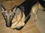 Schæferhund Tasso RIP - Vi er ikke altid lige enige om, hvem den skammel tilhører