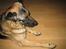 Schæferhund Tasso RIP - Tungen lige i munden, en leverpostej mad, på hver pote