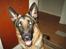 Schæferhund Tasso RIP